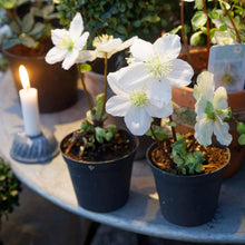 Helleborus Lenten Rose Seeds for growers seeking a long-blooming display
