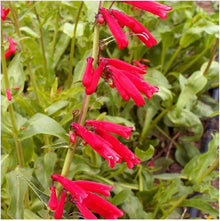 Eatons Penstemon Seeds for colorful blooms in the Wildflower Garden & Flower Bed