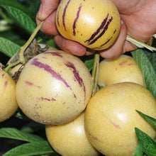 Pepino Melon Eggplant Seeds for a fresh homegrown crop from the Rare Fruit Vegetable Garden