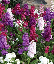 Imperial Blend Matthiola Stock Seeds for reliable seasonal color