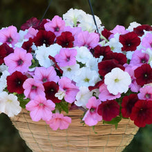 Petunia flower Seeds (Petunia hybrida) for growers filling out the balcony baskets or colorful vertical gardens