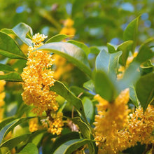 Fragrant Osmanthus Osmanthus fragrans flower seeds for planting in home garden landscapes - for planting in home garden