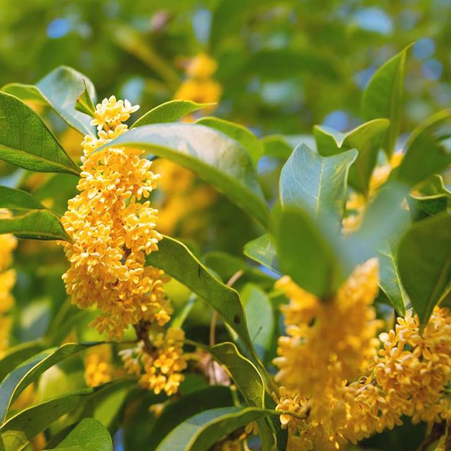 Fragrant Osmanthus Osmanthus fragrans flower seeds for planting in home garden landscapes - for planting in home garden