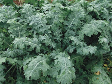 Kale White Russian Heirloom Non-GMO Seeds for a productive addition to the vegetable patch