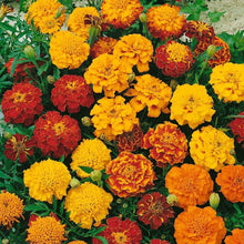 Tagetes Sparky Marigold Seeds (Tagetes patula) for seasonal color across the Mass Border Gardens