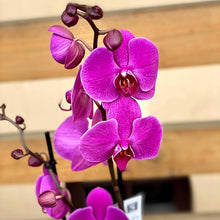 Orchid Seeds (Orchidaceae spp.) for colorful blooms in the indoor pots or greenhouse environments