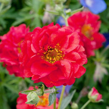 Geum Red Seeds for a lasting display in the Perennial Garden Borders