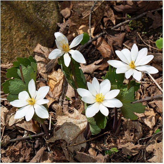 Bloodroot Wildflower Sanguinaria canadensis for planting in woodland garden