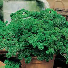 Curled Parsley Seeds (Petroselinum crispum) for a flavorful crop in the Vegetable Patch & Garden