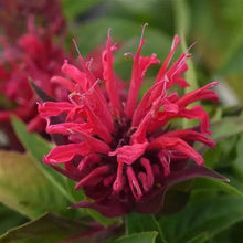 Plant Seeds (Bee balm) for colorful blooms in the pollinator gardens or sunny backyard beds