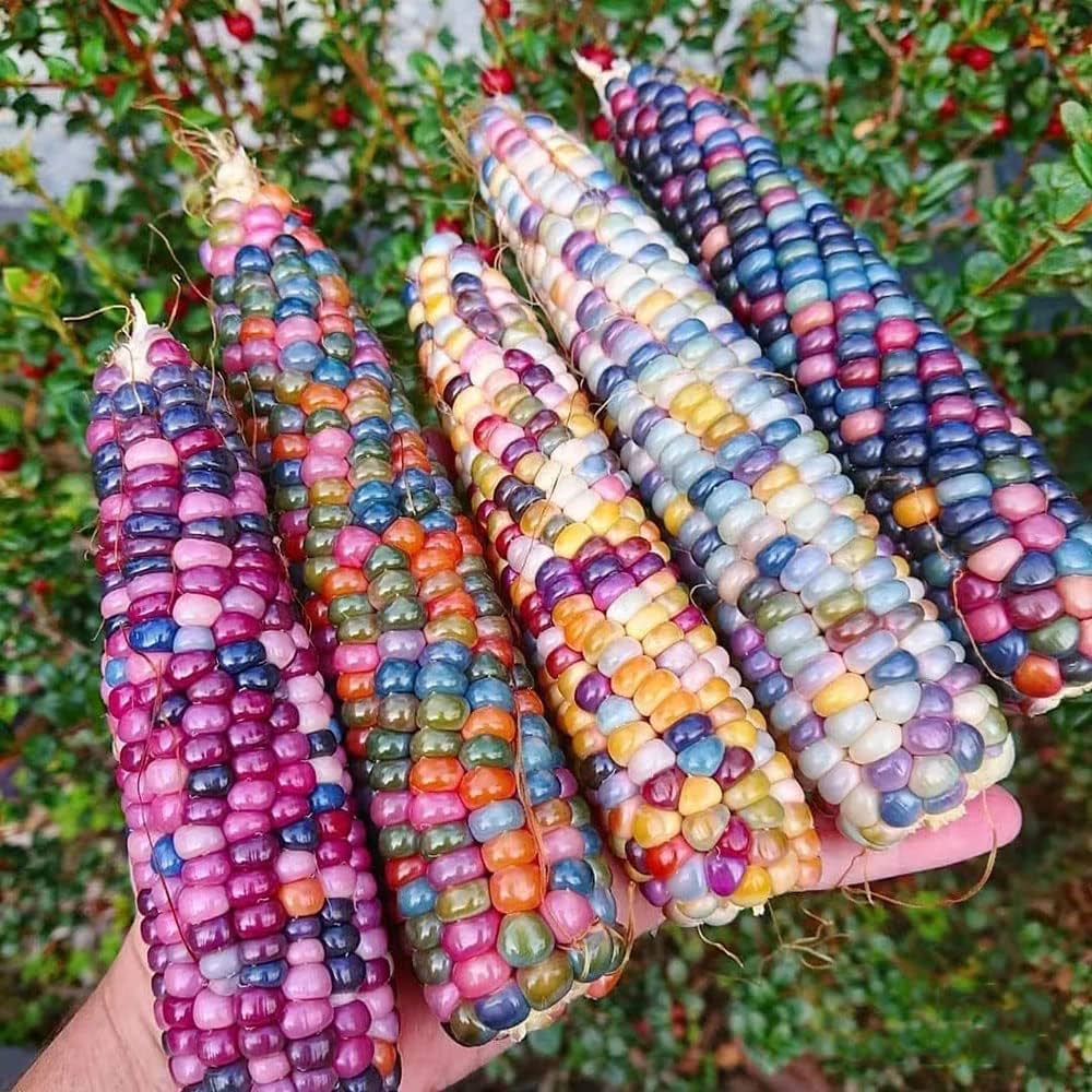 Heirloom Bean Mix (Phaseolus spp.) for planting in organic garden