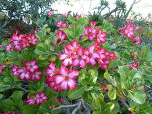 Adenium Obesum Seeds for a bright addition to the Your Garden or Indoor Plant Collection
