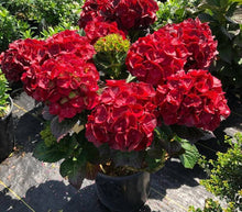 Hydrangea Tohum Garden Flower Plants Seeds for training up trellises and fences