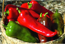 Sweet Mohawk Pepper Seeds prized among growers for rare Organic Culinary Gardening