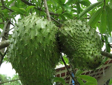 Graviola Soursop Annona Muricata Seeds for growers seeking a long-blooming display