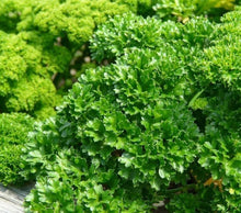 Parsley Seeds (Petroselinum crispum) for a fragrant addition to the Herb Garden
