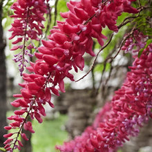 Red Wisteria Creeper Seeds (Wisteria sinensis) for growers filling out the Flower Fence