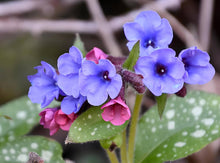 Pulmonaria Plant Seeds