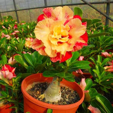 Red-Edged Rose Rosa Hybrida flower Seeds for colorful blooms in the indoor pots and backyard flower beds