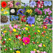 Partial Shade Wildflower Rare Annual & Perennial Mix Seeds for reliable seasonal color