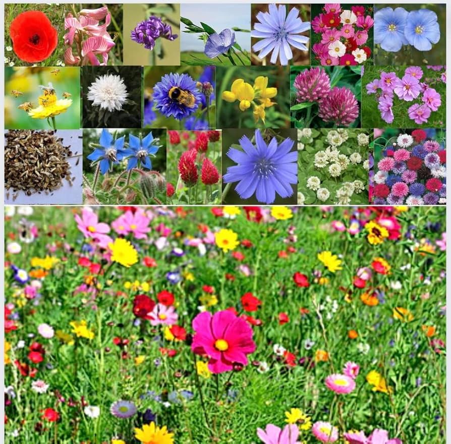 Partial Shade Wildflower Rare Annual & Perennial Mix Seeds for reliable seasonal color