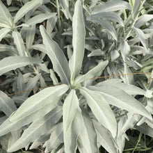 California White Sage Seeds for planting in herb garden