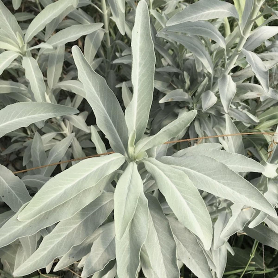 California White Sage Seeds for planting in herb garden