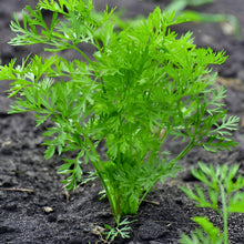 Fragrant Herb Dill Edible Seeds for cooks growing their own fresh herbs