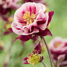 Aquilegia Winky Double Columbine Seeds for reliable seasonal color