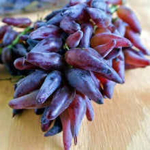 Finger Grape Seeds (Vitis vinifera) for sweet homegrown fruit in the home gardens and urban orchards