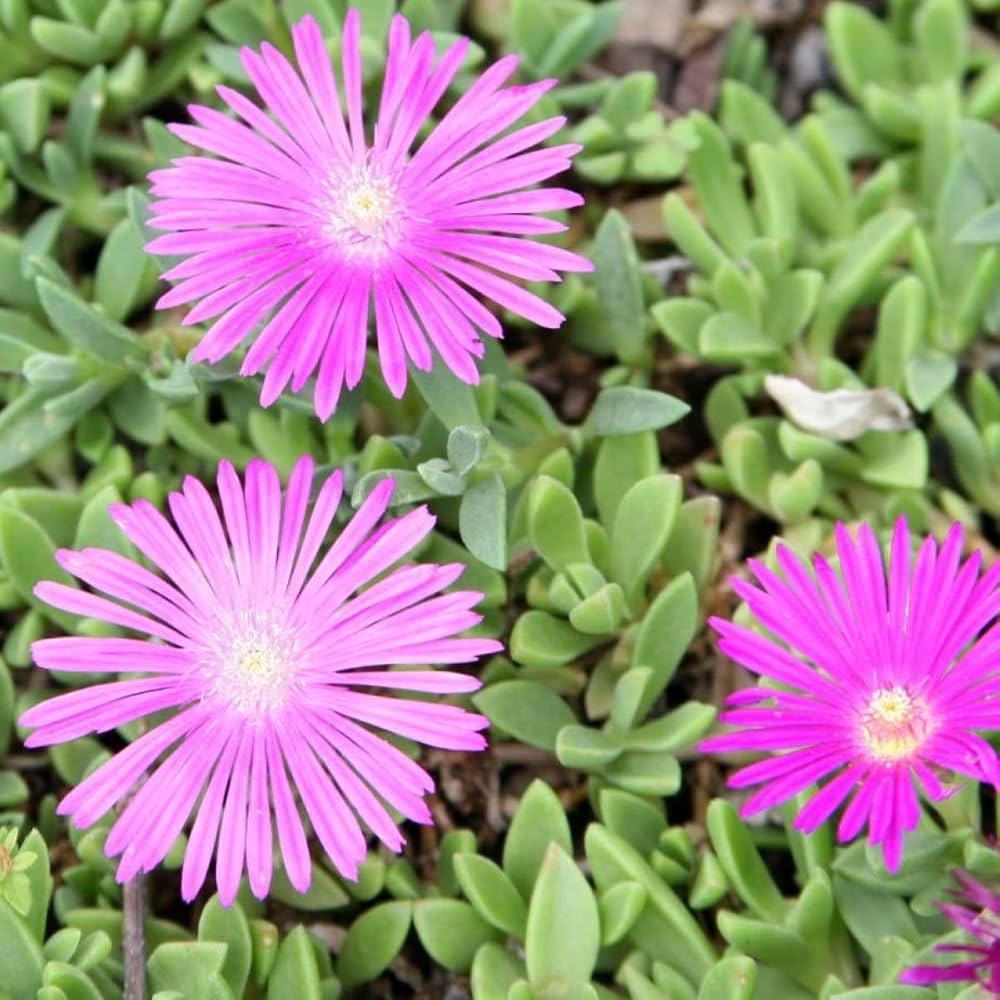 Sorbet Purple Ice Viola cornuta seeds for planting in flower bed