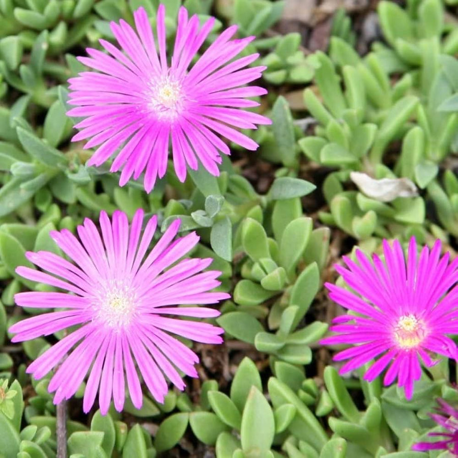 Sorbet Purple Ice Viola cornuta seeds for planting in flower bed
