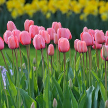 Tulip Seeds (Tulipa spp.) for colorful blooms in the Flower Bed & Urban Garden