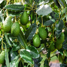 Avocado Velvet Green Fruit Very Delicious Persea Americana Mill Pear Seeds for sweet homegrown fruit in the Home Garden Plants Pack