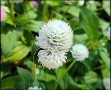 Gomphrena Higro White Seeds valued for elegant Globe Flowers