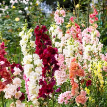 Snapdragon Antirrhinum Majus flower Seeds for colorful blooms in the kitchen garden borders and indoor pots