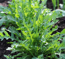 Racco Seeds for seasonal color across the Small Spaces