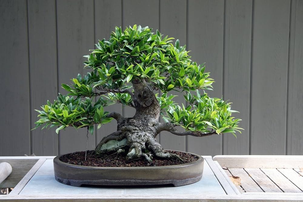 Iberbillea Lindheimeri Caudex Bonsai Vine Seeds