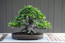 Iberbillea Lindheimeri Caudex Bonsai Vine Seeds