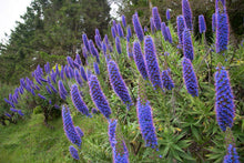 Plant Seeds (Echium fastuosum) for a colorful addition to any planting