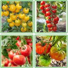 Tomato Seeds Colorful