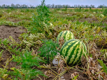 Watermelon Citrullus lanatus vegetable seeds for planting in kitchen garden and backyard spaces - for planting in home garden