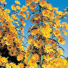 Maximilian Prairie Sunflower Heirloom Perennial Seeds for gardeners building out beds and borders