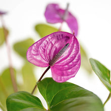 Anthurium Seeds for growers seeking a long-blooming display