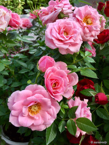 Polyantha Rose Seeds (Rosa spp.) for colorful blooms in the Flower Bed & Home Garden