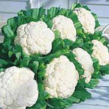 Snow Seeds (Crown cauliflower) for reliable seasonal color