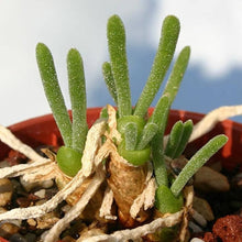 Monilaria Obconica Succulent Seeds (Monilaria obconica) for low-maintenance growing in the rock gardens and succulent collections