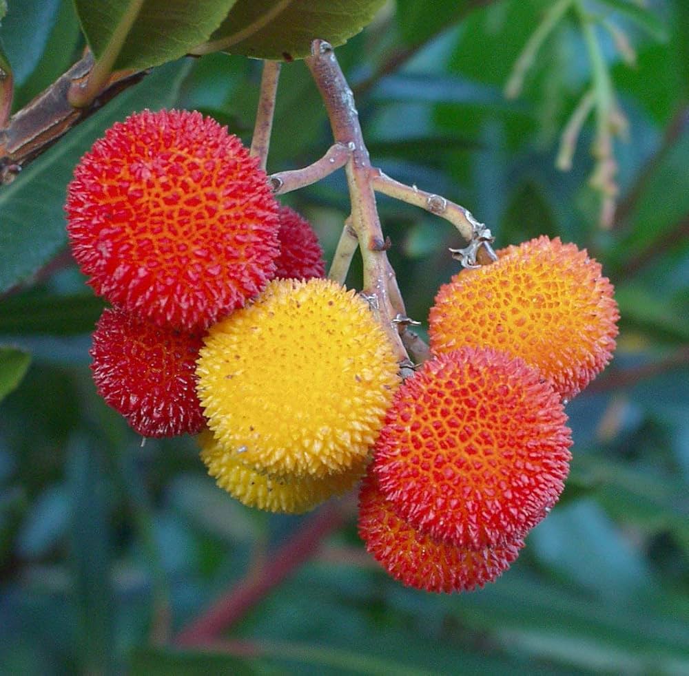 Strawberry Tree Arbutus unedo fruit seeds for planting in home garden and edible landscapes - for planting in home garden