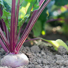 Beetroot Seeds (Beta vulgaris) for a productive addition to the vegetable patch