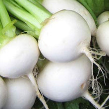 Turnip Brassica Rapa Seven Top Seeds valued by growers for kitchen Greens Harvest